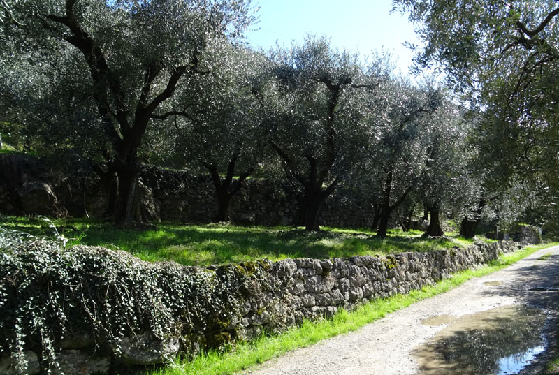 Ficaria verna subsp. verna / Ranuncolo favagello